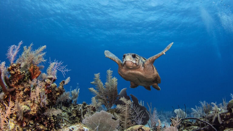 Loggerhead turtles