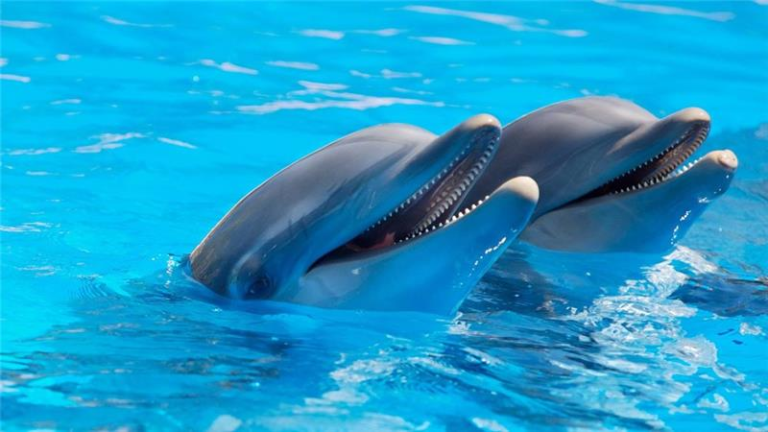 Checklist of Memorable Siesta Key Attractions